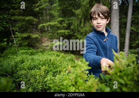 Ragazzo giovane che raccoglie mirtilli nella foresta d'autunno Foto Stock