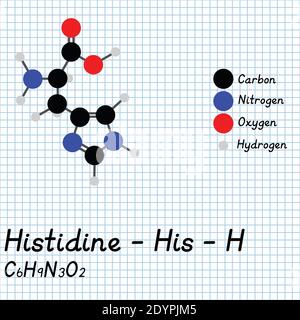 Istidina - HIS - H formula molecolare e struttura chimica degli aminoacidi. Modello 2D Ball and Stick su sfondo foglio di carta da scuola. EPS10 Illustrazione Vettoriale