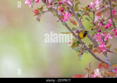 Frutteto maschile immaturo oriole in un albero di granchio nel Wisconsin settentrionale. Foto Stock