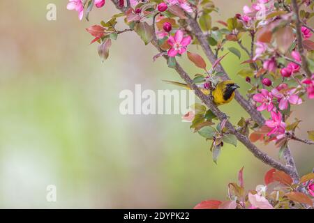 Frutteto maschile immaturo oriole in un albero di granchio nel Wisconsin settentrionale. Foto Stock