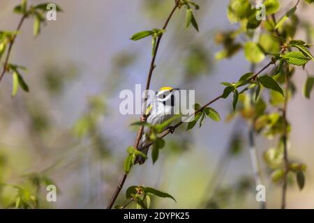 Guerriero maschio alato d'oro arroccato in un albero nel Wisconsin settentrionale. Foto Stock