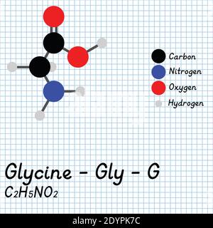 Glicina - Gly - G formula molecolare e struttura chimica degli aminoacidi. Modello 2D Ball and Stick su sfondo foglio di carta da scuola. EPS10 Illustrazione Vettoriale