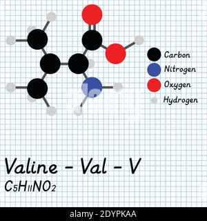 Valina - Val - V formula molecolare e struttura chimica degli aminoacidi. Modello 2D Ball and Stick su sfondo foglio di carta da scuola. EPS10 Illustrazione Vettoriale