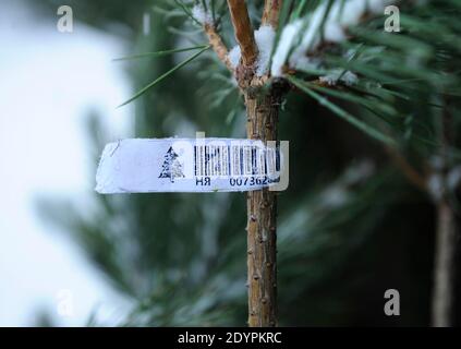 Etichetta con un codice di identificazione apposta su ciascun taglio di pino. In realtà il permesso di venderlo prima di Natale, Ucraina Foto Stock