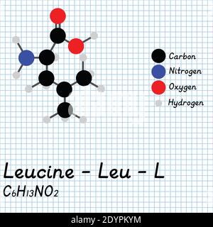 Leucina - Leu - L aminoacido formula molecolare e struttura chimica . Modello 2D Ball and Stick su sfondo foglio di carta da scuola. EPS10 Illustrazione Vettoriale