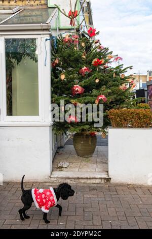 Un cane in una tuta di Babbo Natale cammina oltre un Albero di Natale il giorno di Natale Foto Stock