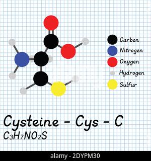 Cisteina - Cys - formula molecolare e struttura chimica degli aminoacidi C. Modello 2D Ball and Stick su sfondo foglio di carta da scuola. EPS10 Illustrazione Vettoriale