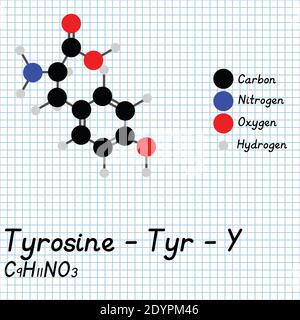 Tirosina - Tyr - Y formula molecolare e struttura chimica degli aminoacidi. Modello 2D Ball and Stick su sfondo foglio di carta da scuola. EPS10 Illustrazione Vettoriale