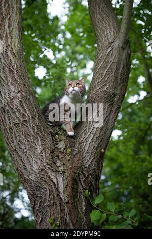 tabby gatto shorthair britannico bianco arrampicata su tree fork in natura osservando il giardino dall'alto Foto Stock