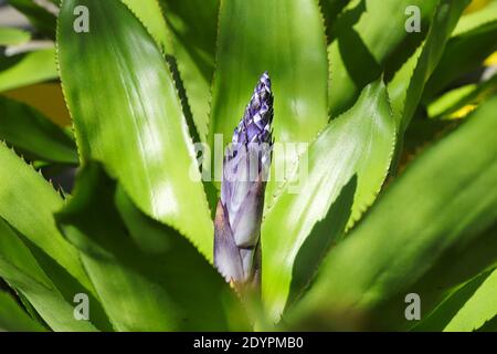 Un picco fiorito che cresce su un'aechmea. Foto Stock