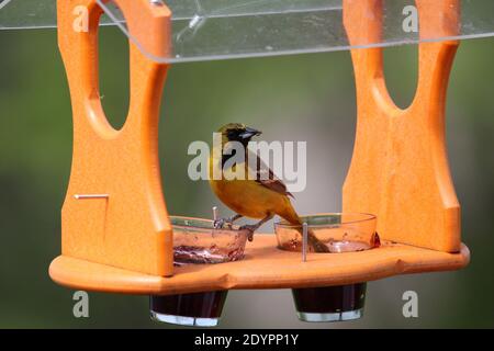 Un giovane, maschio Orchard Oriole con gelatina nel suo becco ad un alimentatore di uccelli cortile con uno sfondo sfocato in Wisconsin, Stati Uniti Foto Stock