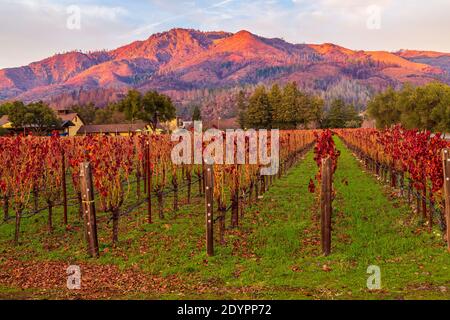 Vigneti bagnati nella gloria della luce d'oro d'autunno Napa Valle Foto Stock