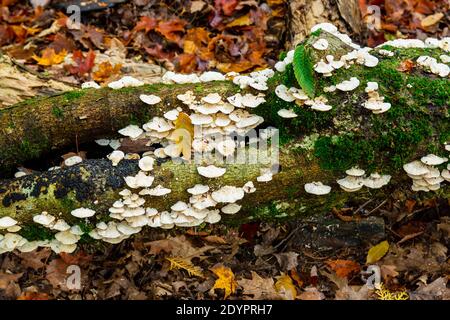 Cascate di Cordova Lago di Cordova Fiume di Crowe Havelock Peterborough County Ontario Canada in autunno Foto Stock
