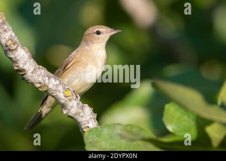 Garden Warbler (Sylvia borin), adulto arroccato su una filiale, Campania, Italia Foto Stock