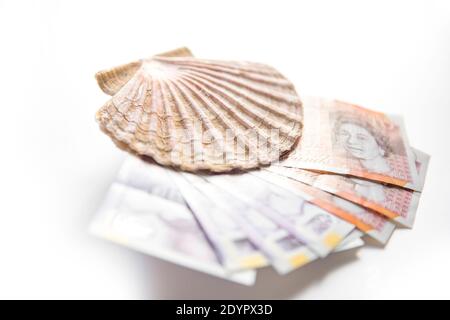 Una conchiglia del capesante del re, P. maximus con dieci e venti libbre note. Concetto Brexit immagine per il valore del Regno Unito molluschi / settore della pesca. Inghilterra GB Foto Stock