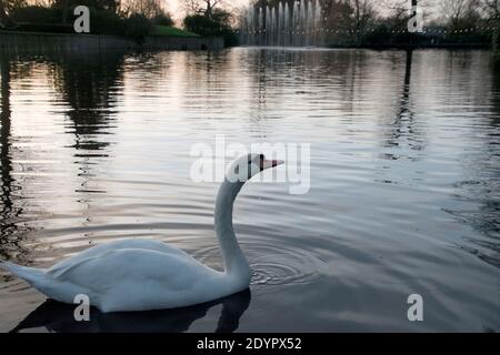 Mute Swan (Cygnus olor) su un lago al tramonto - Dunham Massey National Trust, Cheshire a Natale Foto Stock