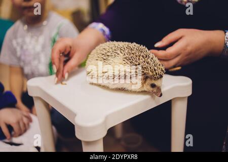 Una bella giovane pigmina africana hedgehog guardando macchina fotografica sul proprietario mano Foto Stock