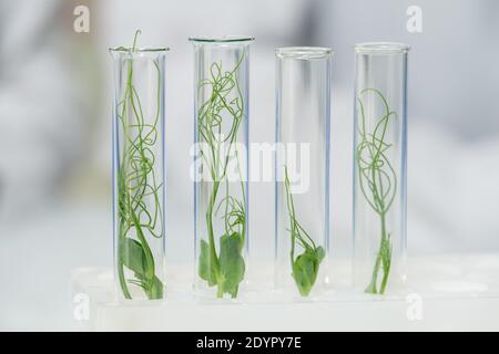 Fila di quattro matracci trasparenti contenenti germogli di soia verdi coltivati in laboratorio in piedi sul posto di lavoro davanti alla fotocamera durante l'esperimento scientifico Foto Stock