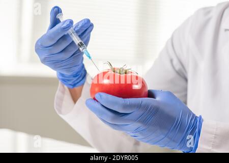 Mani gugorate di ricercatore scientifico contemporaneo con pomodoro rosso maturo iniezione durante l'esperimento con verdure in laboratorio Foto Stock