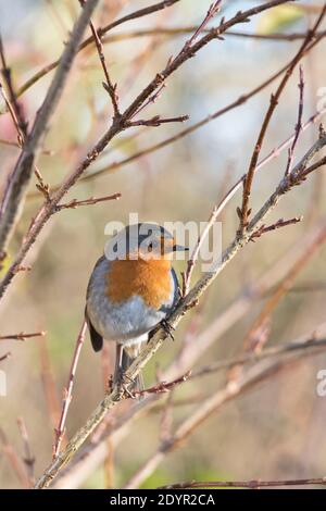 Un Robin (Erithacus rufecula) Seduto tra i rami di un cespuglio di Forsythia in ritardo Autunno / inizio inverno Foto Stock