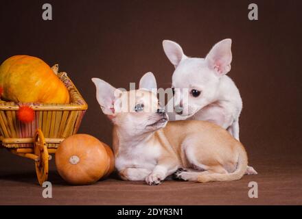 Due cani chihuahua bianchi e gialli, su fondo marrone e accanto ad un cesto su una ruota, all'interno della quale si trova una zucca e accanto ad una p. Foto Stock