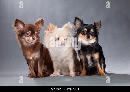Tre cani della razza Chihuahua, cioccolato (marrone), beige, e nero con un rosso tan, tutti soffici, seduti su uno sfondo grigio nello studio interno Foto Stock