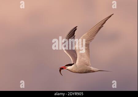 Terna comune in volo con pesce contro un bel rosa Cielo in Canada Foto Stock