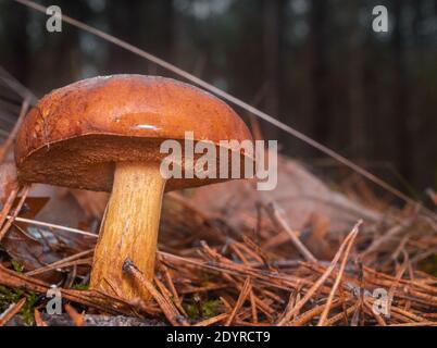 Cric scivoloso che cresce in lettiera di foresta Foto Stock