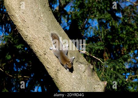 Uno scoiattolo grigio capovolto su un albero, Warwickshire, Regno Unito Foto Stock