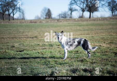 Il cane è in piedi sul campo. Blue Merle Border Collie. Allevamento cane razza. Un cane pascola un gregge di pecore. Cane da lavoro sul campo. Foto Stock