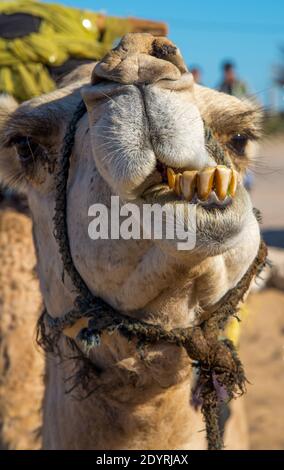 Primo piano di cammello a Maroc Foto Stock