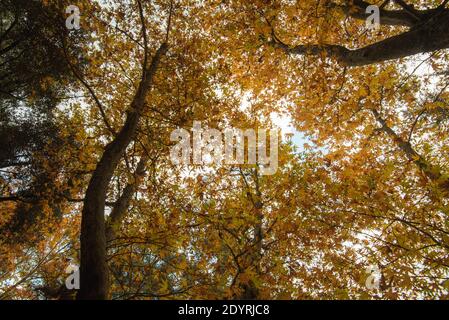 Vista ad angolo basso dei tetti di tronco di alberi con foglie gialle In autunno Foto Stock