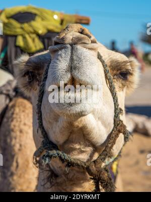 Primo piano di cammello a Maroc Foto Stock