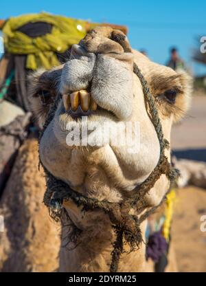 Primo piano di cammello a Maroc Foto Stock