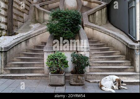 Primo piano di cane sdraiato alle scale di Kamondo a Beyoglu, Istanbul Foto Stock