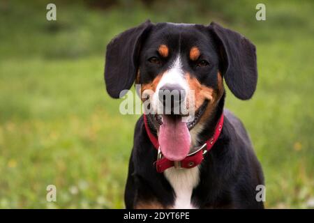 Nero bruciato tan e cane bianco-breasted, svizzero Entlebücher Sennenhund, in un collare rosso, sorridente Foto Stock