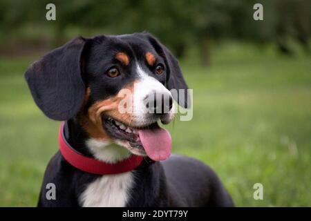 Nero bruciato tan e cane bianco-breasted, razza svizzera Entlebücher Sennenhund, in un collare rosso, ritratto su uno sfondo verde naturale sulla strada Foto Stock