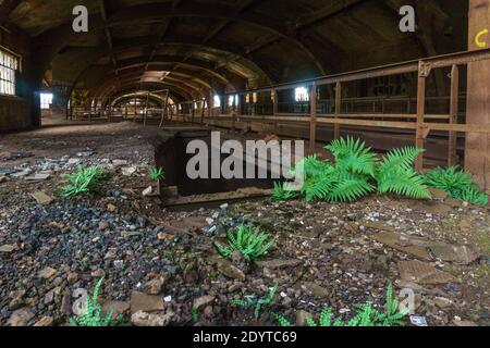 Interno industriale scuro di una vecchia sala abbandonata con verde piante coltivate in primo piano Foto Stock