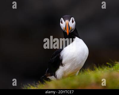 Atlantic Puffin Closeup Ritratto su sfondo scuro Foto Stock
