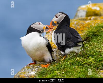 Due Puffins atlantiche Kissing, Ritratto Foto Stock