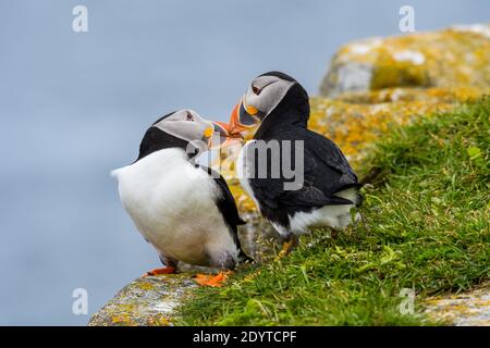 Due Puffins atlantiche Kissing, Ritratto Foto Stock