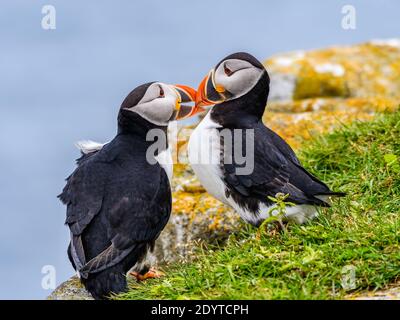 Due Puffins atlantiche Kissing, Ritratto Foto Stock