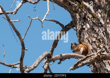 Vadnais Heights, Minnesota. Parco Regionale del Lago di Vadnais. Scoiattolo rosso americano, Tamiasciurus hudsonicus, seduto in un albero. Foto Stock