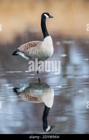 Canada Goose (Branta canadensis) in piedi sul lago congelato, Baden-Wuerttemberg, Germania Foto Stock