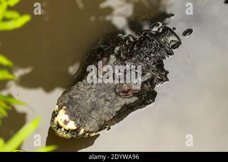 La testa di coccodrillo si è schioccata sopra la fattoria di coccodrilli a Bali, Indonesia. Testa a coccodrillo che fuoriesce dall'acqua. Pericoloso rettile selvaggio con str Foto Stock
