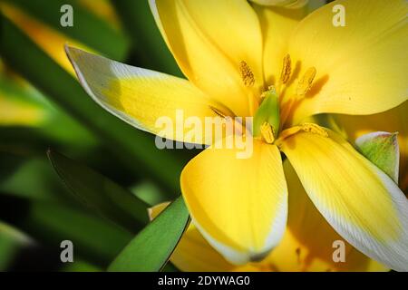 Macro del tulipano di dasistemon. Foto Stock