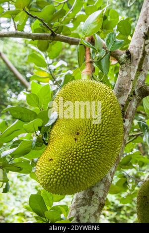 Il jackfruit (Artocarpus eterophyllus) è una specie di albero della famiglia dei fichi, dei gelsi e dei frutti di pane. Foto Stock