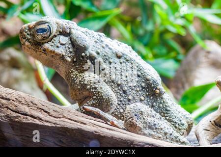 Il rospo gigante (Phrynoidis juxtasper) è una specie di rospo della famiglia Bufonidae. Si trova in Borneo e Sumatra sotto i 1,600 m. Foto Stock