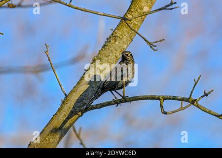 Rusty Blackbird maschio - Euphagus carolinus - con piumaggio invernale, arroccato sul ramo Foto Stock