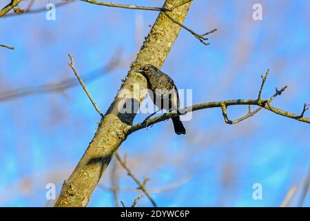 Rusty Blackbird maschio - Euphagus carolinus - con piumaggio invernale, arroccato su un ramo Foto Stock